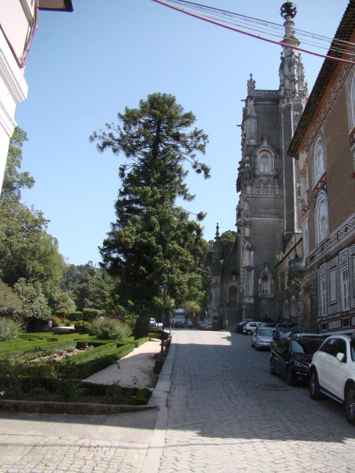 The Bunya Pine by the Palace Hotel