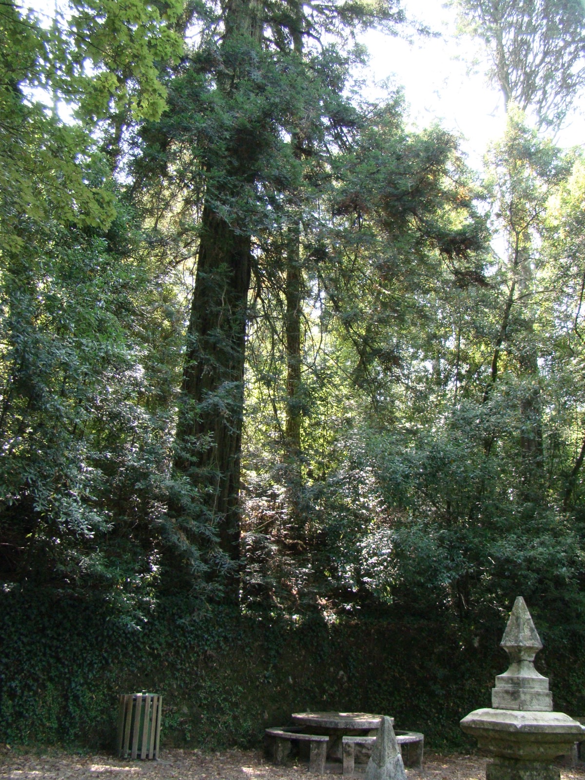 The Redwood of the Fonte de Santa Teresa