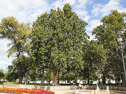 The Plane Tree of Jászai Mari Square