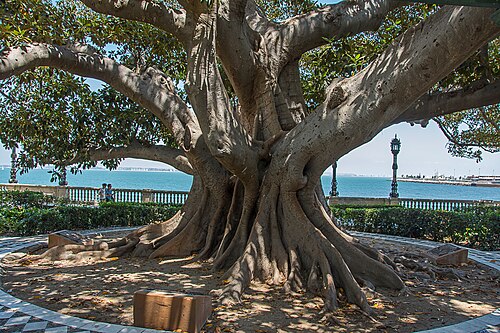El ficus de la Alameda Apodaca