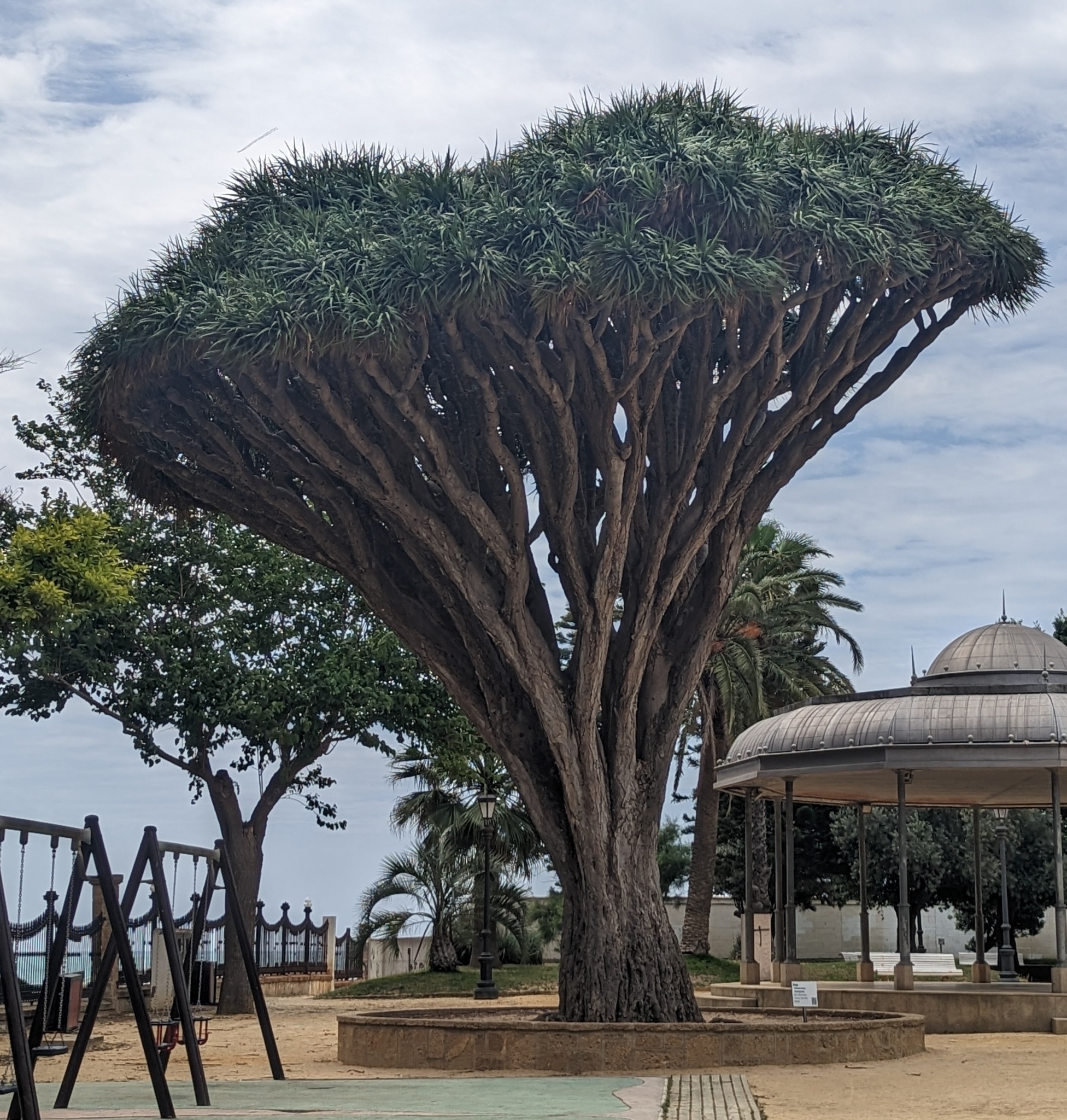 The Dragon Tree of Parque Genoves