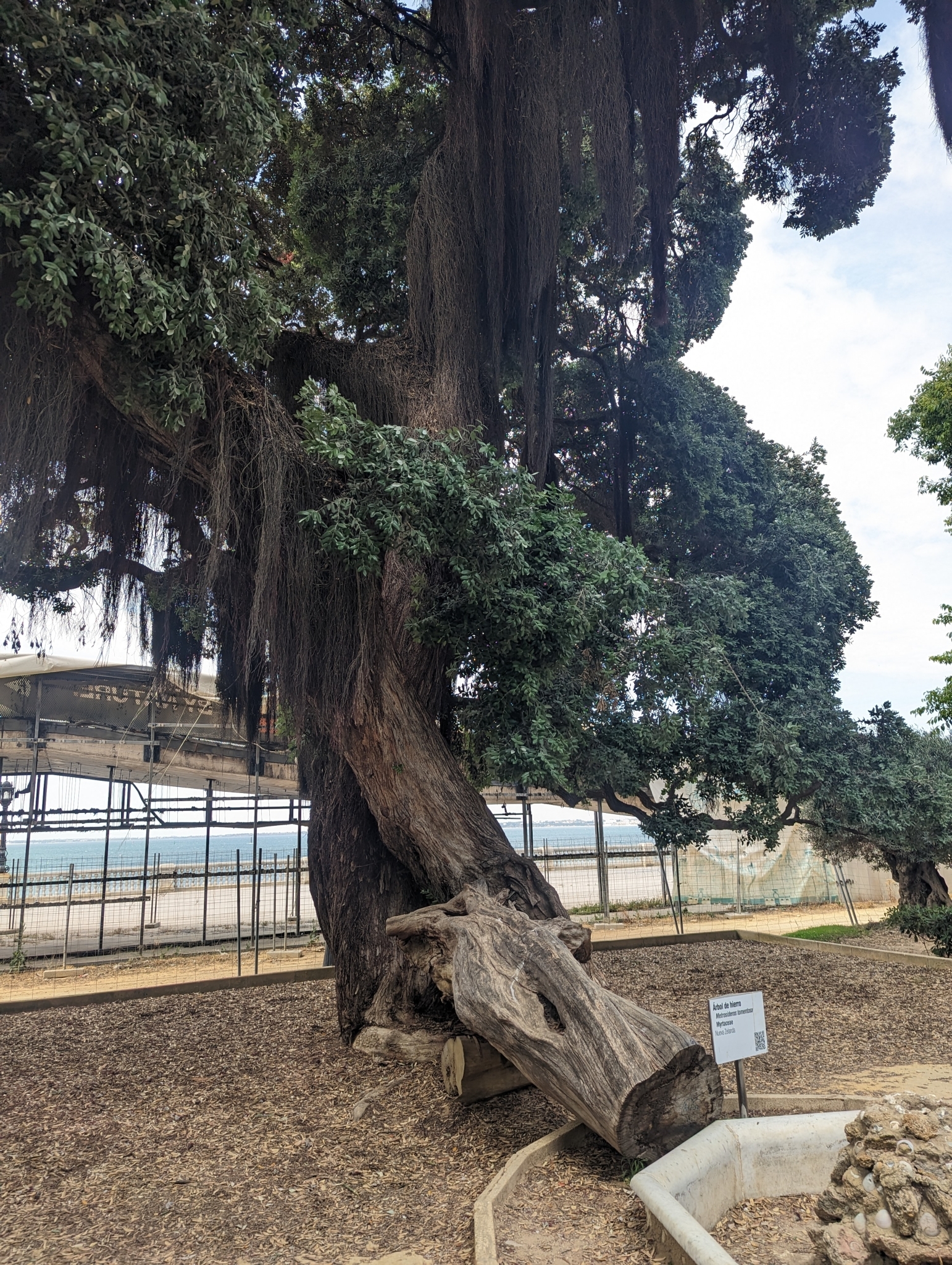 The Pohutukawa of Parque Genoves
