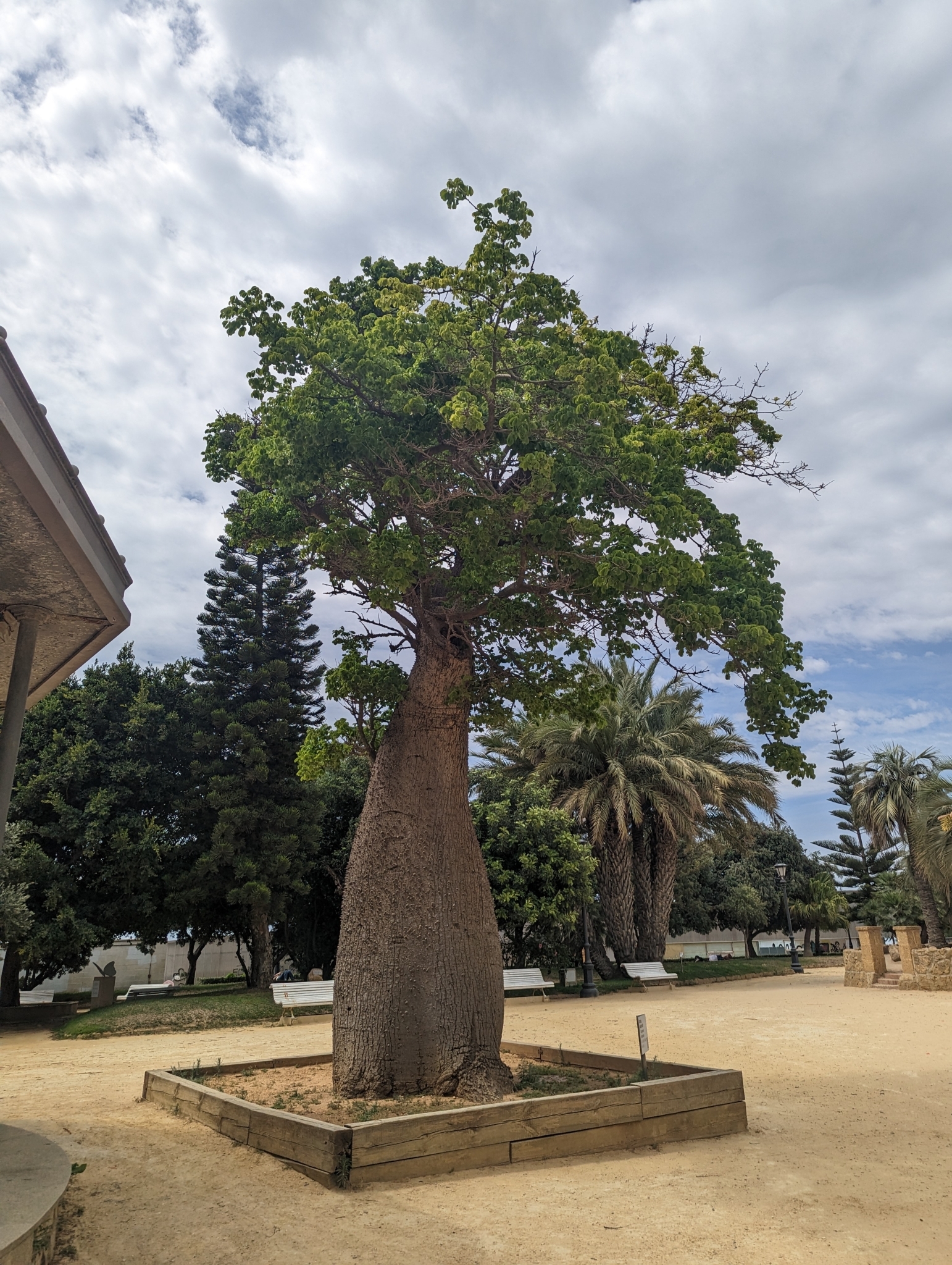 The Floss Silk Tree of Parque Genoves
