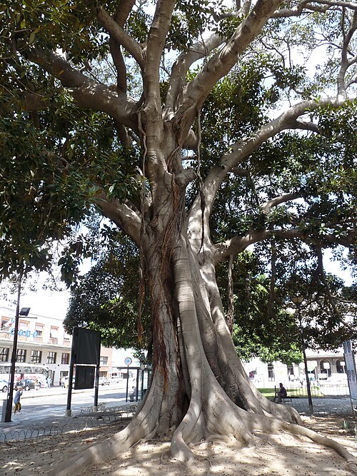 The Ficus of Piazza Matteotti