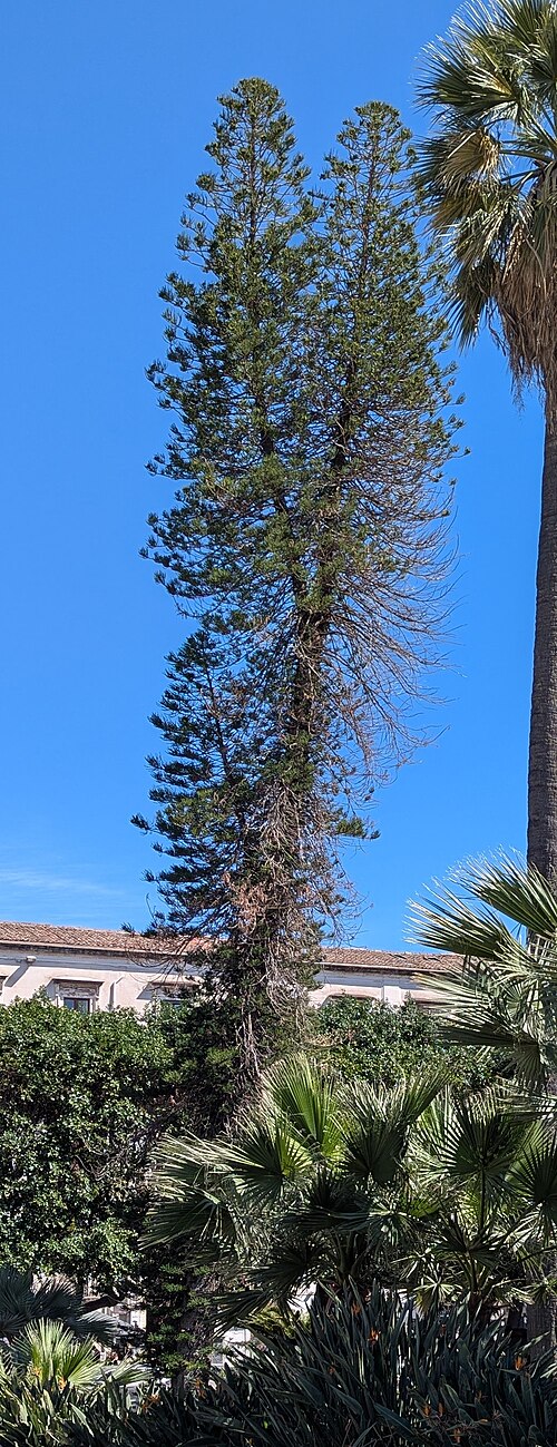 The Larger Bunya Pine of Villa Bellini