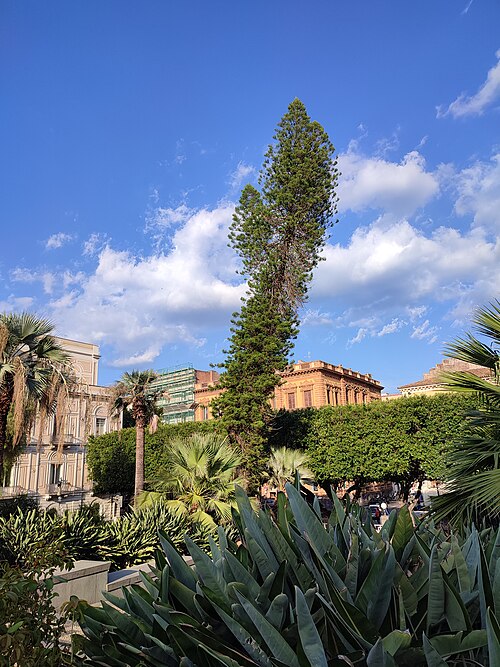 The Smaller Bunya Pine of Villa Bellini