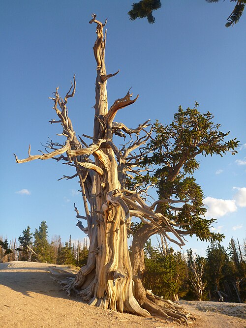 The Spectra Point Bristlecone