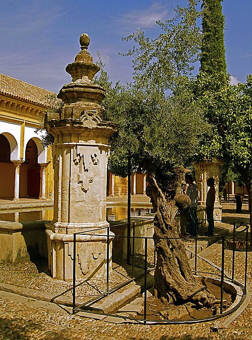The Olive of the Orange Courtyard