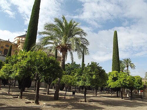 The Orange Courtyard of the Mezquita