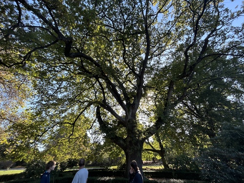The Albert Edward Oak