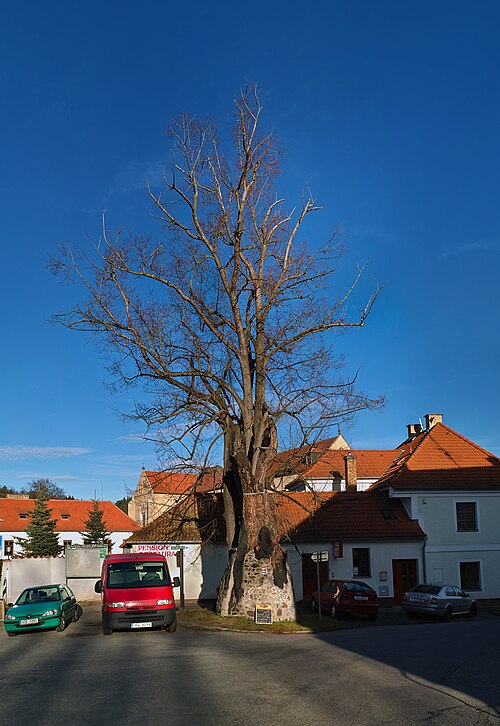The Cistercian Linden of Zlatá Koruna