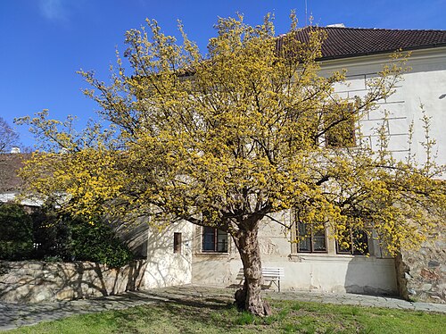 The Cornelian Cherry of Zlatá Koruna