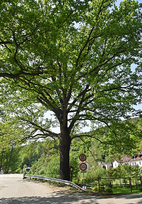 The Bridge Oak of Staré Dobrkovice