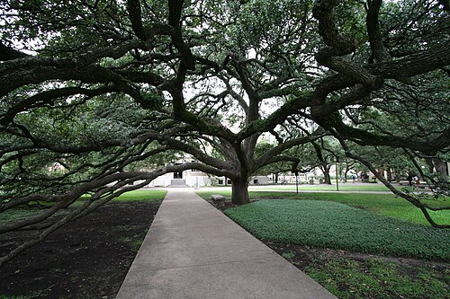 Century Tree