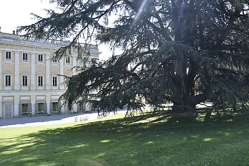 The Cedar of Villa Olmo