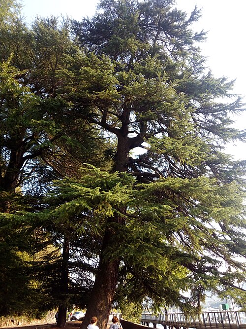 The Himalayan Cedar of Villa Geno