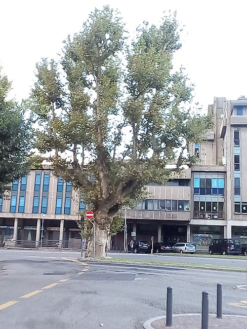 The Plane Tree of Piazza Camerlata