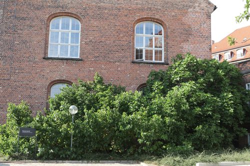 The Mulberry of Proviantgarden