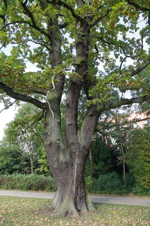 The Pedunculate Oak of Frederiksberg Have
