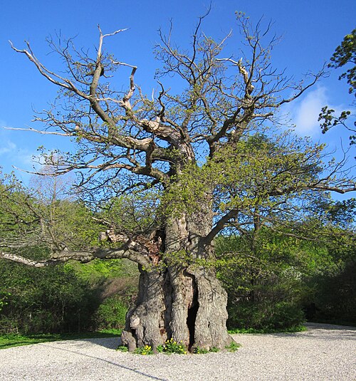 Skovfogedegen