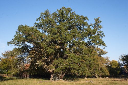 Trepileegen, the Three-Willow Oak of Dyrehaven