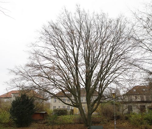 The Hornbeam of Grondalsparken