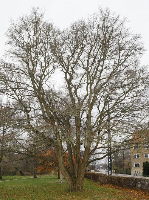 The Field Maple of Kaerholmen