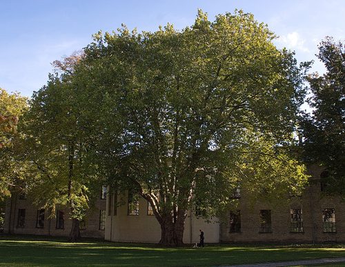 The London Plane of Landbohojskolens Have