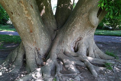 The Zelkova of Landbohojskolens Have