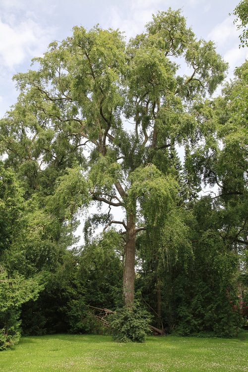 The Lanceleaf Cottonwood of Bispebjerg Kirkegard