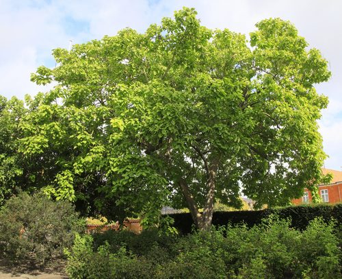 The Catalpa of Haveselskabets Have