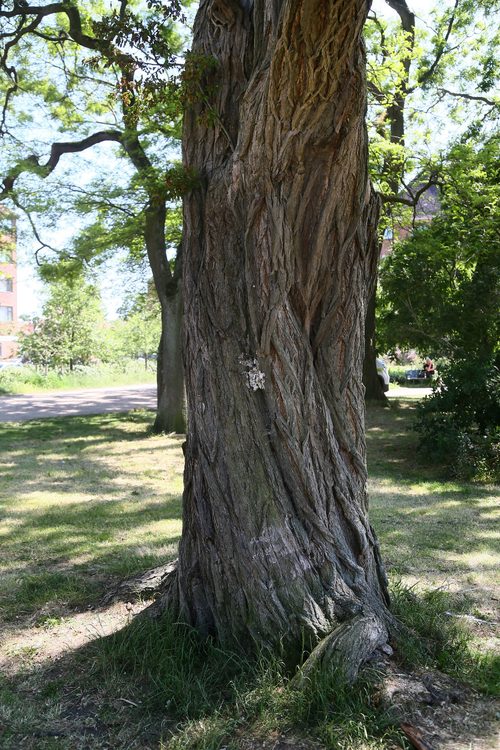 The Black Locust of Lindevangsparken