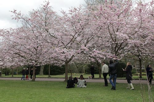 The Cherry Avenue of Bispebjerg Kirkegard