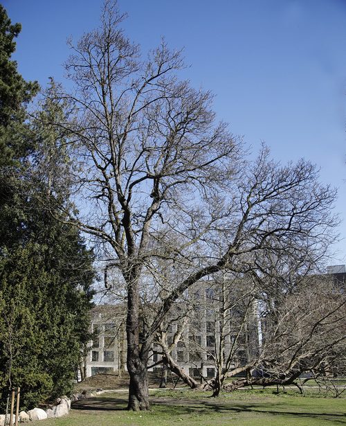 The Service Tree of J.C. Jacobsens Have
