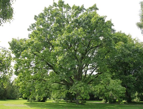 The Hungarian Oak of Bispebjerg Kirkegard