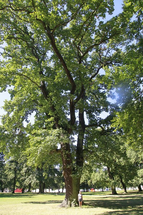 The Søndermarken Oak