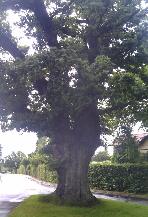 The Oak of Hegelsvej