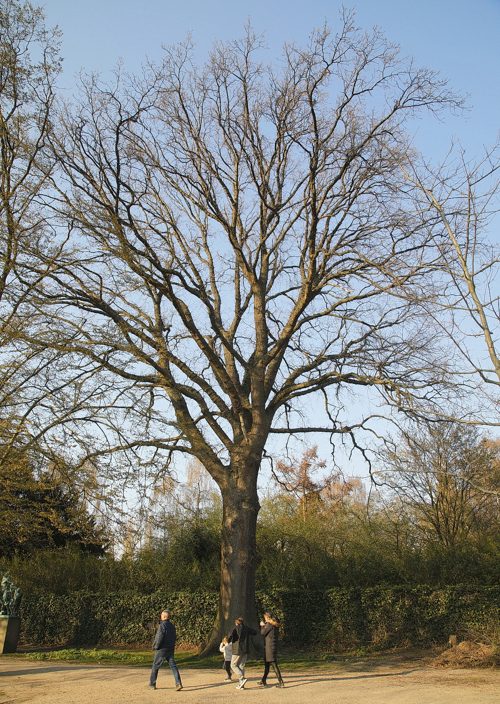 The Oak of Hans Tavsens Park