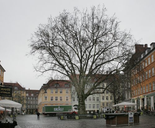 The Plane Tree of Gråbrødre Torv