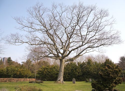 The Red Oak of Vestre Kirkegård