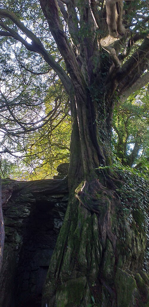The Witch's Yew
