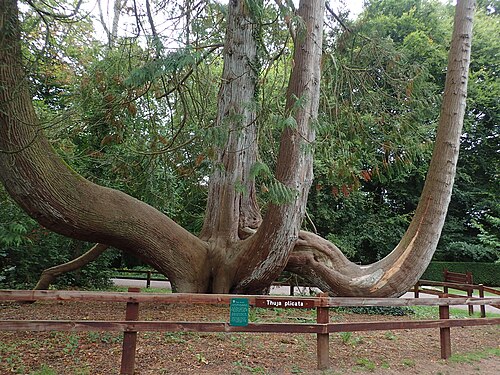 The Great Western Red Cedar of Blarney