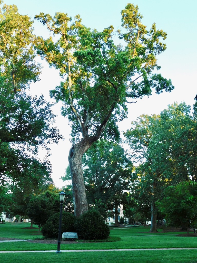 Davie Poplar