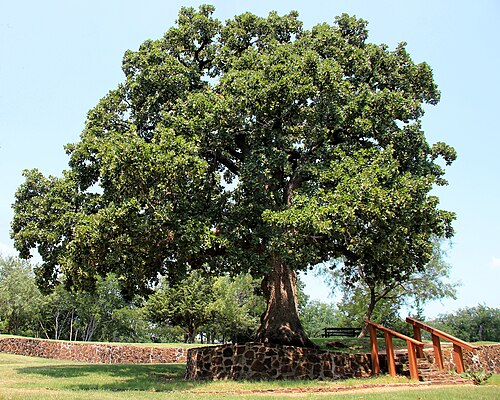 Houston Campsite Oak