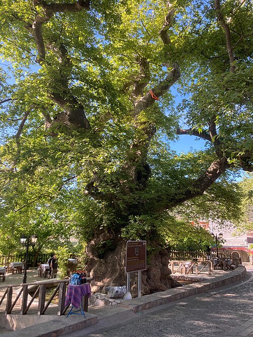 The Plane Tree of Krasi