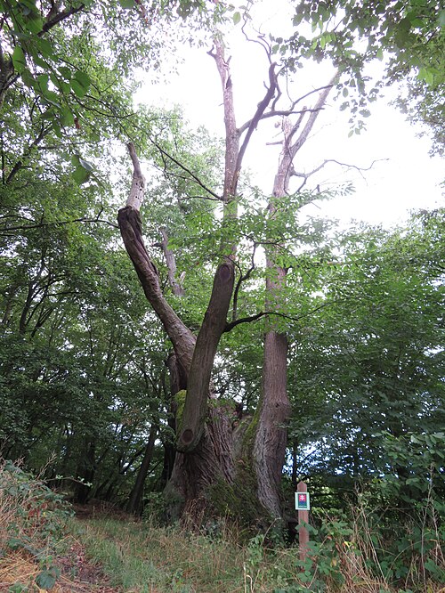 The Great Chestnut of Časta