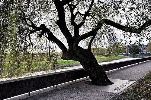 The Weichselboom of Parklaan
