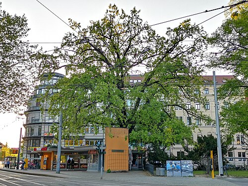 The Oak of Fetscherplatz