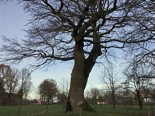 The Thousand-Year Oak of Doornenburg