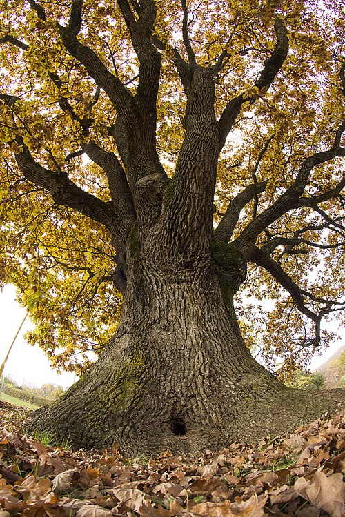The Oak of Drnava